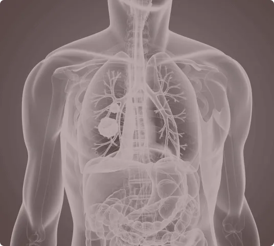 Visual Representation of Human Internal Organs