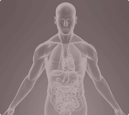 Transparent human anatomy highlighting internal organs and systems.