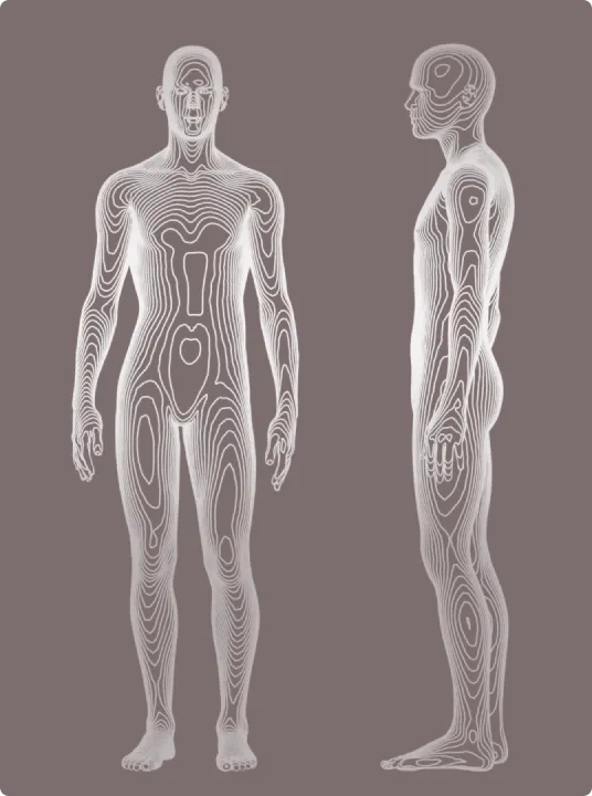 Detailed illustration of the human body, showing front and side views with contour lines representing the body's structure and outline.