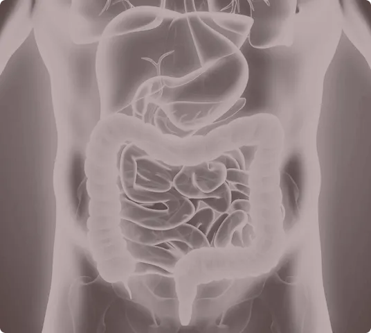 Detailed illustration of the human digestive system, highlighting the intestines, stomach, and other internal organs.