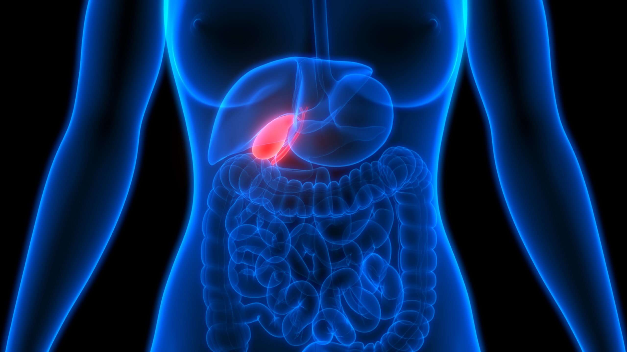 what's the function of the gallbladder