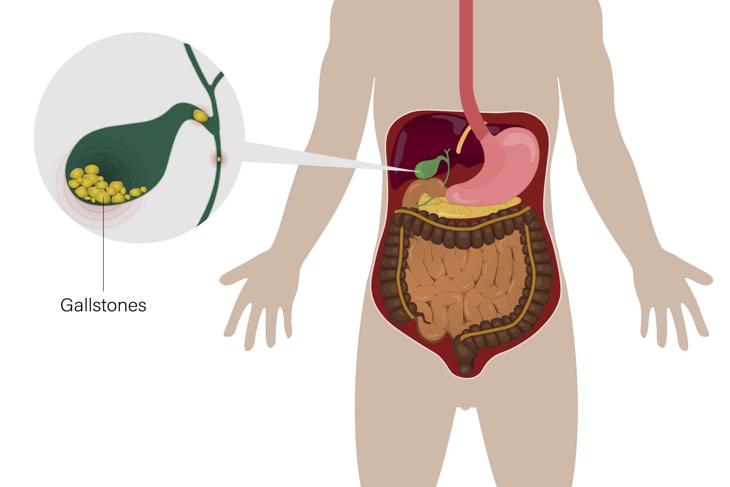 What's the Function of the Gallbladder? - Craft Body Scan